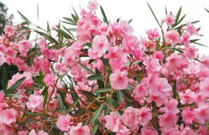 Comment développer un laurier rose ? jardin laurier rose