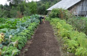 Comment réaliser un potager bio ? potager bio