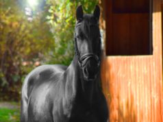 Comment construire un abri pour un cheval ? Construire un abri pour un cheval