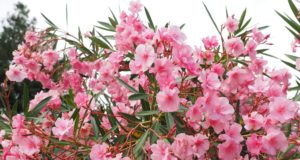 Comment développer un laurier rose ? jardin laurier rose