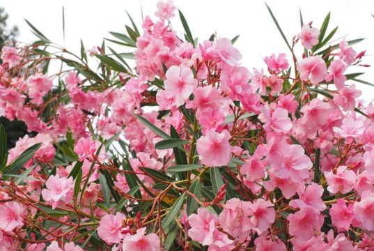 Comment développer un laurier rose ? jardin laurier rose