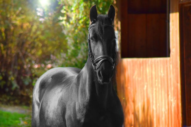 Construire un abri pour un cheval